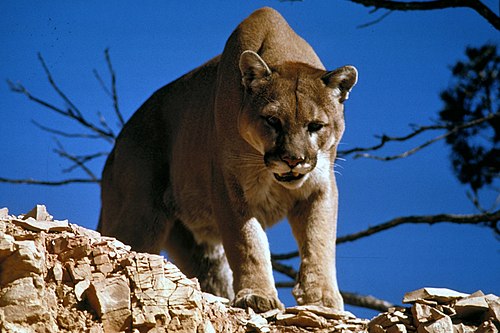 Puma concolor